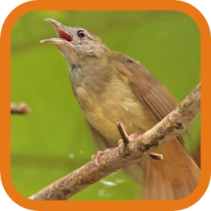 Grey-cheeked Bulbul.apk 1.1