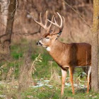 White-tailed Deer