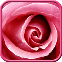 Pink Roses Live Wallpaper mobile app icon