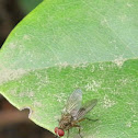 fly