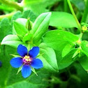 Scarlet Pimpernel - the blue variety