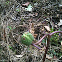 Jimsonweed