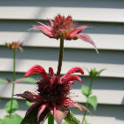 Bee Balm