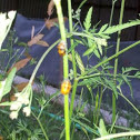 Asain lady beetle pupa