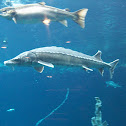 Atlantic Sturgeon