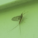 Mayfly