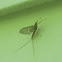 Mayfly