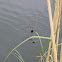 Northern River Otter