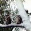 Great Horned Owl