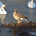 Graylag goose
