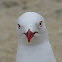 Red-billed Gull