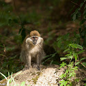 Vervet