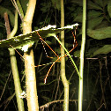 Walking Stick