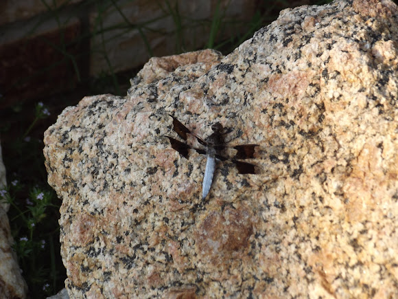 Spotting Image 1