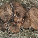 Little Brown Bat