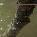 mangrove crab