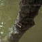 mangrove crab