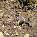 blue butterfly
