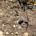 blue butterfly