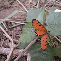 Tawny coster