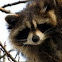 Raccoon