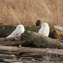 Snowy Owl