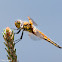 Four-spotted Skimmer