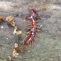 Garden centipede