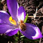 Bee