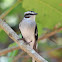 White-browed Robin