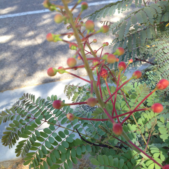 Spotting Image 1