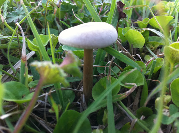 Spotting Image 1