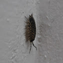 Woodlice