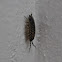 Woodlice