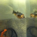 Goldfish