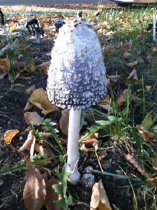 Spotting Image 1