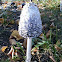 Shaggy Mane