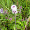 Water mint