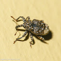 Weevil
