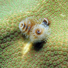 Christmas Tree Feather Worm