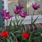 Tulips