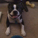 Boston terrier