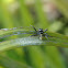 jumping spider