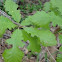 Bur Oak