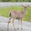 Sitka black-tailed deer