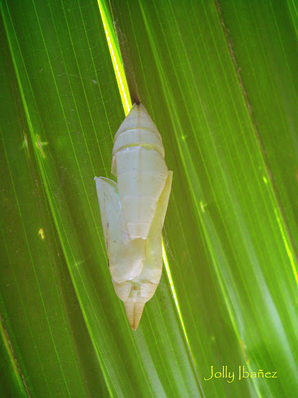 Spotting Image 1