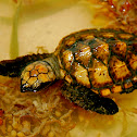 Hawksbill Sea Turtle