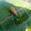 Rose Chafer