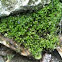 Moss