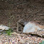 Rock squirrel